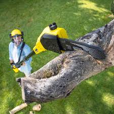 Best Tree and Shrub Care  in Winona, MS